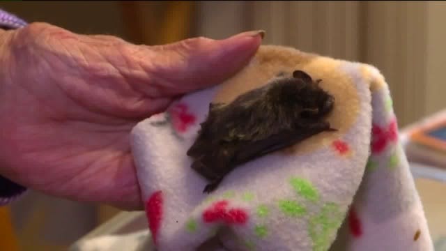 So far this year, 5 rabid bats have been found in Washington