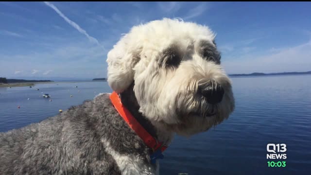 Lab results rule out Leptospirosis in at least two dog deaths in North Tacoma