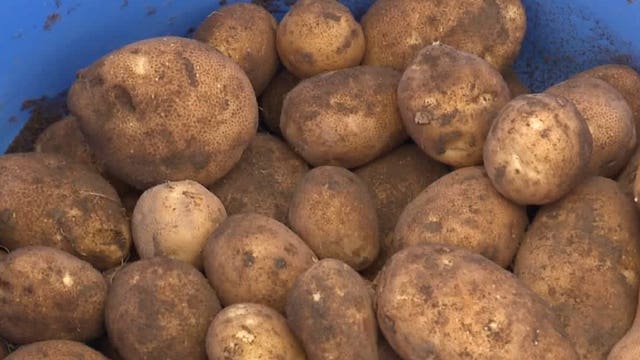 Fries sold at CenturyLink Sunday came from potatoes fertilized with food scraps from the stadium