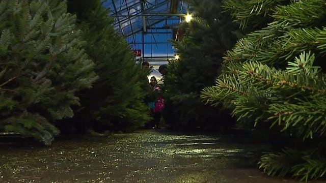 Christmas tree shortage affects prices