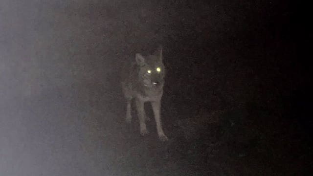 WA wildlife officials kill second coyote after Bellevue-area attacks