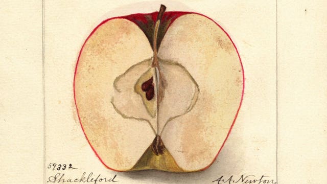 5 types of apples, once thought extinct, are rediscovered