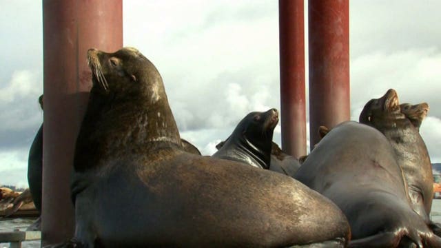 Humans aren't the only ones to blame for dwindling salmon population in Puget Sound