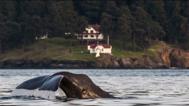 Rare sperm whale spotted near the San Juan Islands