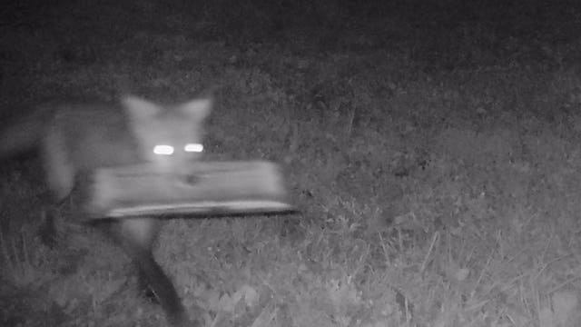 Foxes are stealing newspapers and leaving them all over one man's backyard