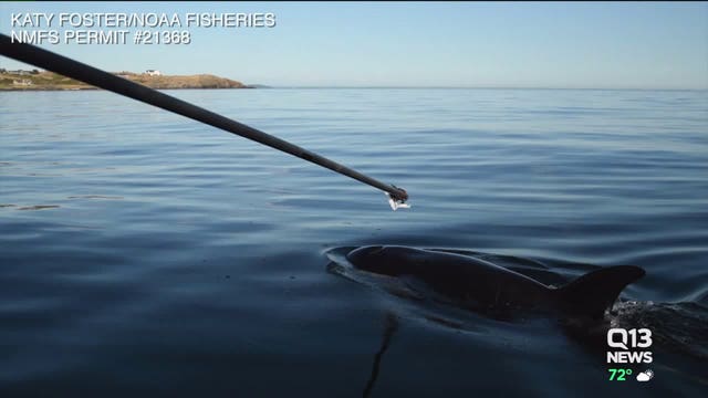 Feds granted permission to give antibiotics to sick, emaciated orca J50 at sea