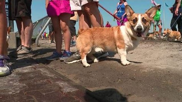 VIDEO: Corgi races at Emerald Downs