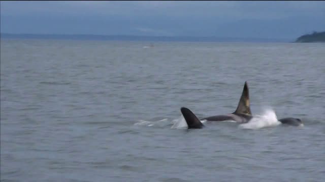 Lack of laws, enforcement leave boaters in the dark around killer whales