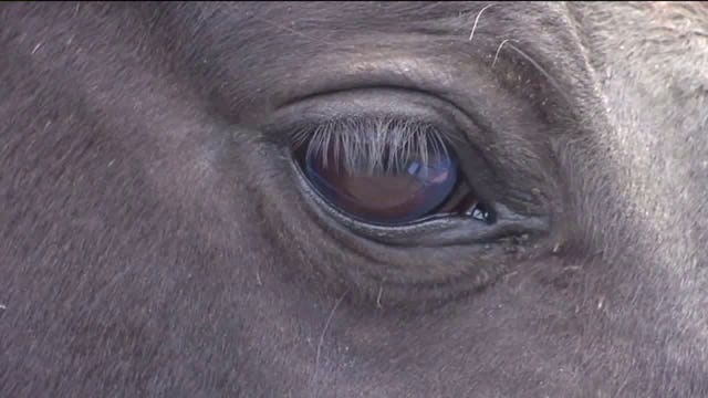 Oregon judge won't let once-neglected horse sue its owner