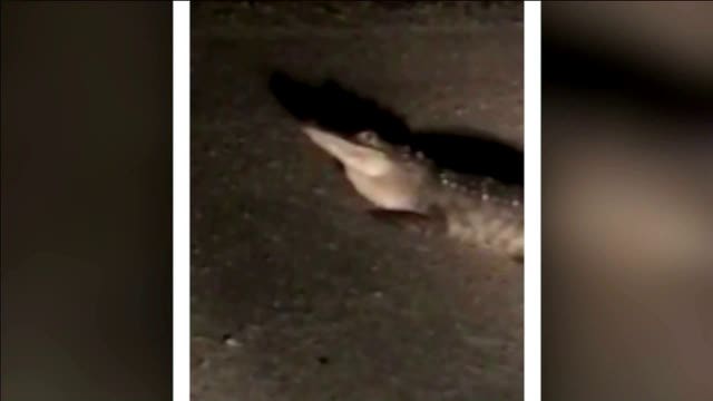 Pet alligator escapes, spooks Kansas neighborhood before walking home