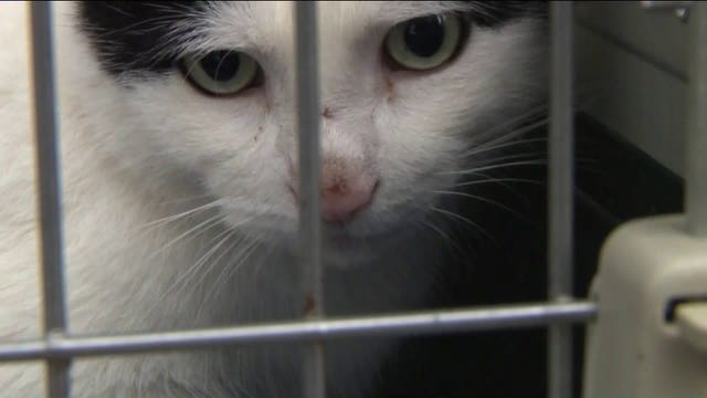 Cat minutes from being thrown into garbage truck rescued by good Samaritan