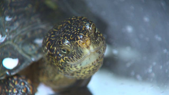 Nearly extinct Western Pond Turtles get boost from Woodland Park Zoo