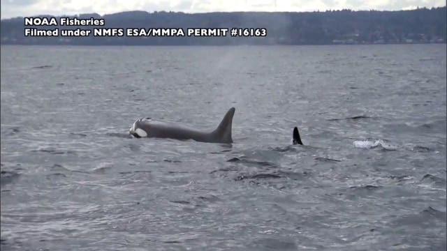 Calls to breach Snake River dams to save Northwest orcas grow louder