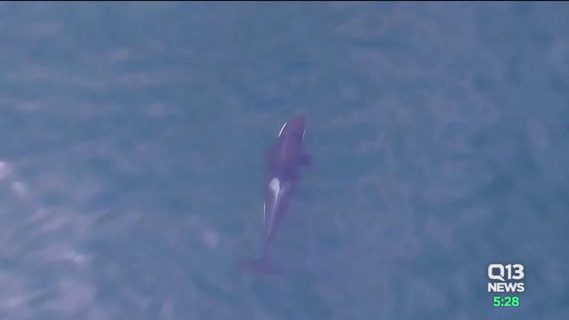 Southern resident killer whales missing from Salish Sea