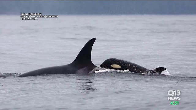 Both orca babies alive, all 3 southern resident pods spotted