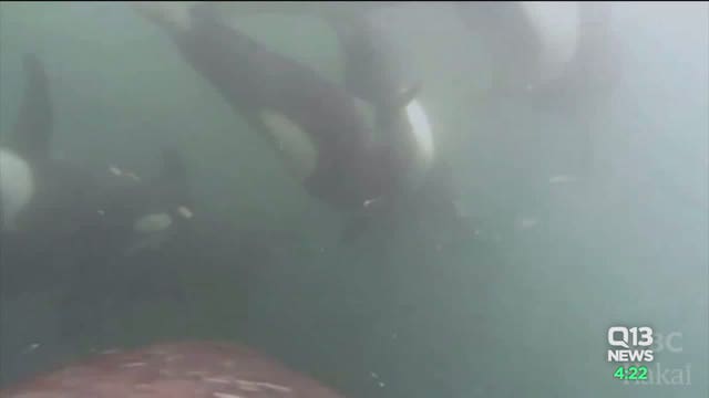 Drone footage offers scientists new perspective in understanding killer whale behavior