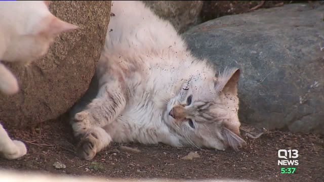 Keeping pets safe amid coronavirus pandemic