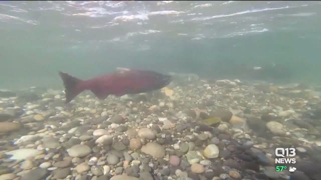 Social distancing and stay home orders halt field research on salmon migration