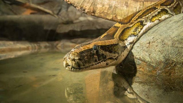 Oregon Zoo's 15-foot-long Burmese python Bubba euthanized after cancer diagnosis