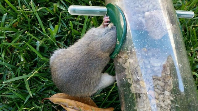 Rat gets stuck in bird feeder; police help him (photos)