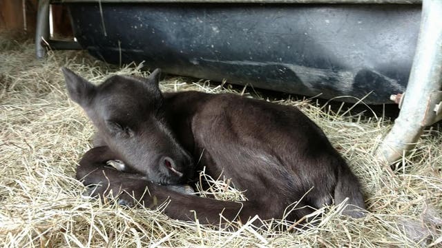Maine petting zoo is site of first reindeer birth in years