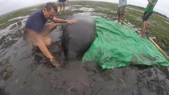 Good Samaritans rescue 2 manatees as Irma sucks water from Florida bay