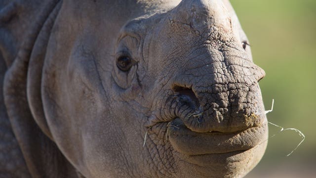 Meet Taji! Seattle's Woodland Park Zoo gets its first rhino
