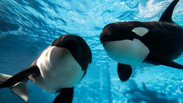 SeaWorld publishes decades of orca data to help wild whales