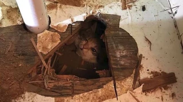 Kitten rescued after dangling for several hours in crawlspace