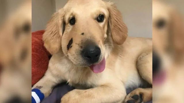 Hero puppy protects owner from rattlesnake