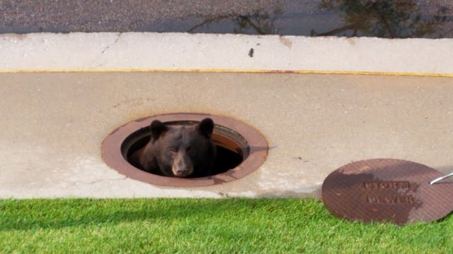 Wildlife officers rescue bear stuck in storm drain