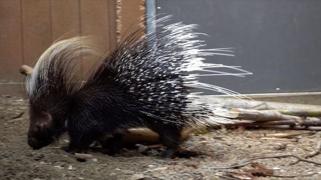 Rare porcupine who wandered Spanaway for over a year now at the Oregon Zoo