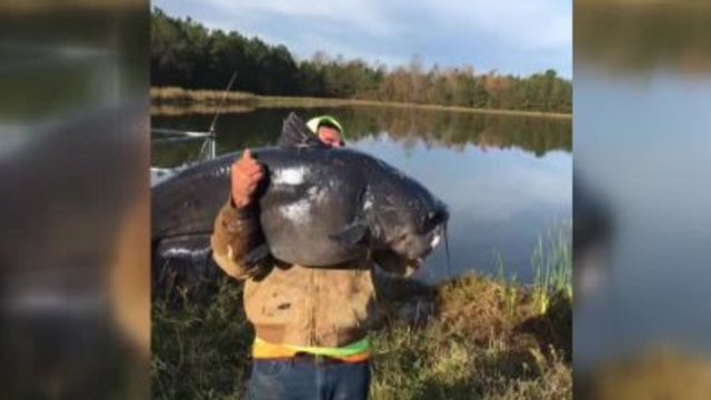 North Carolina man reels in massive 112-pound catfish