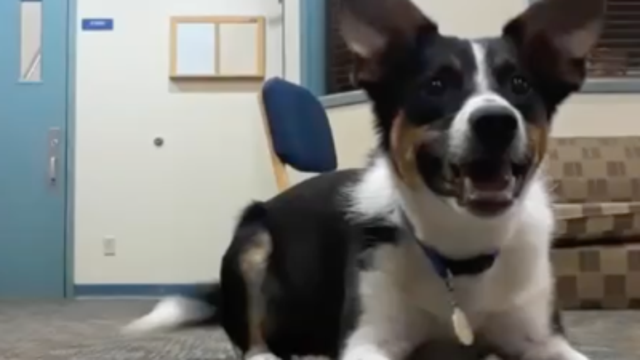 Dog learns to bark in a whisper so he can play without waking neighbors