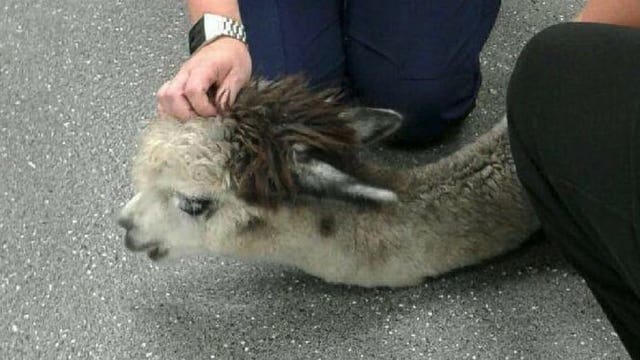 Florida alpaca dies after eating Doritos, Cheese Nips and peanuts
