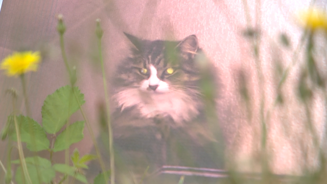 Thurston County law enforcement create joint task force to find serial cat killer
