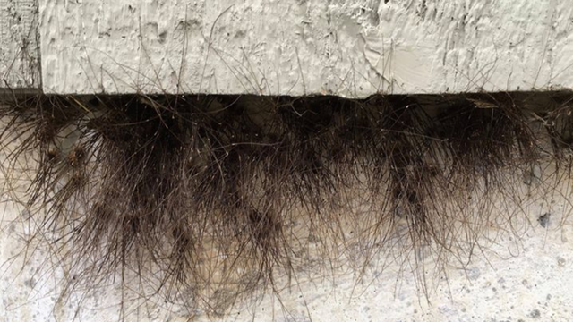 National park posts skin-crawling spider photo for Halloween