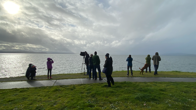 Southern resident orcas swim by West Seattle, giving residents a show
