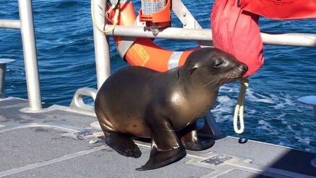 Cutest captain: Sea lion caught in fishing gear hops on boat