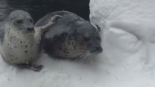 Animals at the Oregon Zoo are having the best time playing in the snow