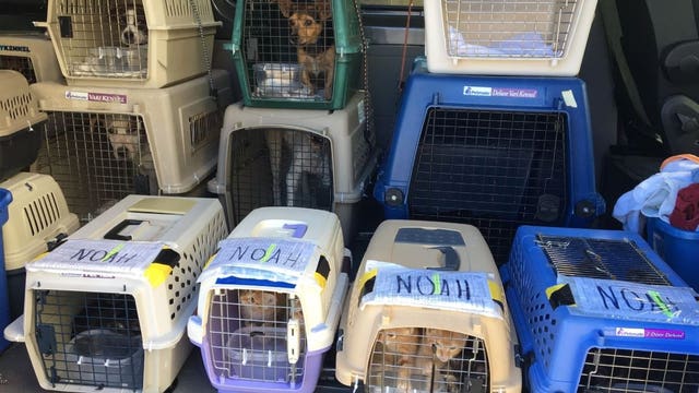 100 dogs and cats + 1 potbelly pig rescued from Texas-kill shelter