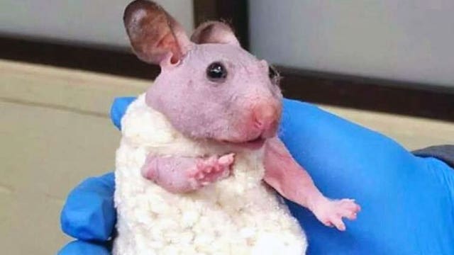 Silky the hairless hamster has been adopted!