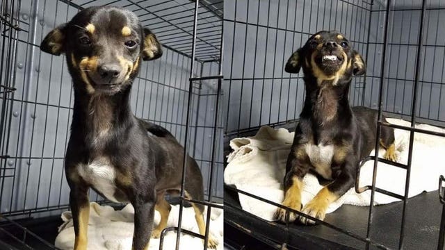 Texas rescue dog's adorable grin goes viral