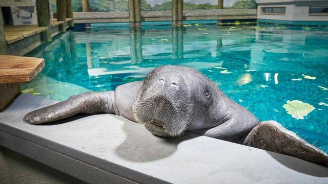 Snooty, oldest Florida manatee in captivity, dies at 69