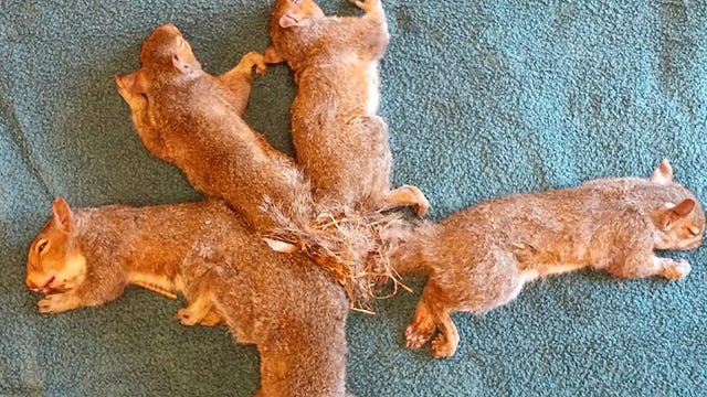 Baby squirrels rescued after tails get tangled together
