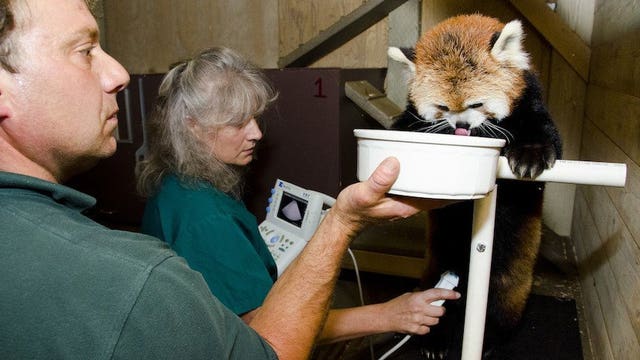 10-year-old red panda at the Woodland Park Zoo dies