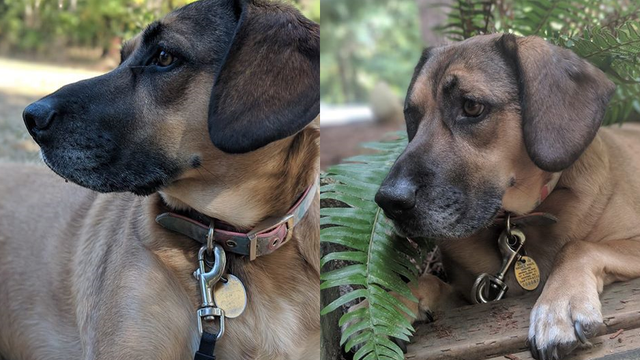 Couple thrilled after dog and jeep stolen from Tacoma hospital found