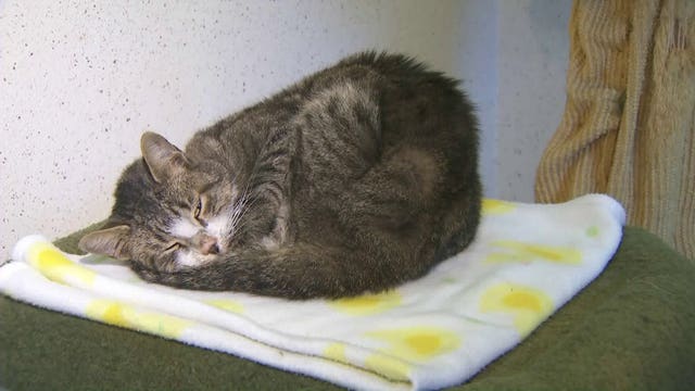 'Kitty Bitty' the stowaway cat from Georgia found in California 5 months later