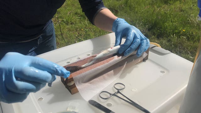 Tracking endangered steelhead producing answers and more questions about long-term survival