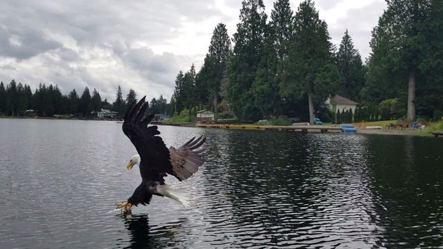 Amazing video shows bald eagle grabbing a fish